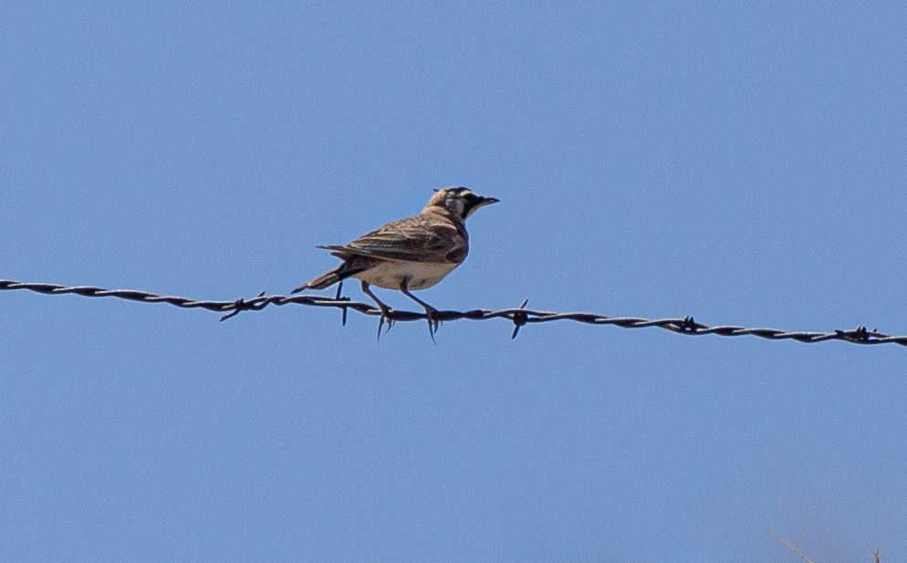 Horned Lark - ML336088781