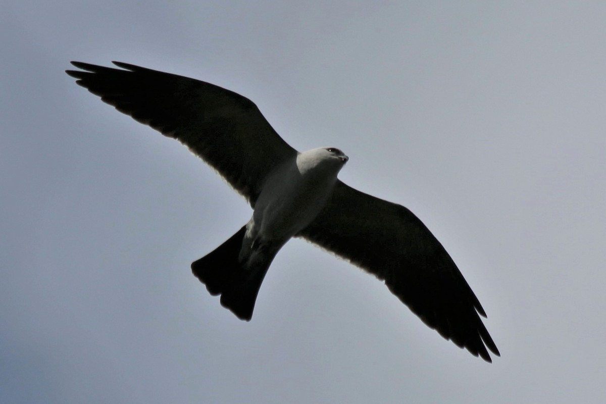 Mississippi Kite - ML336088841