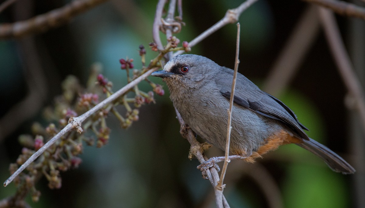 Abyssinian Catbird - Ian Davies