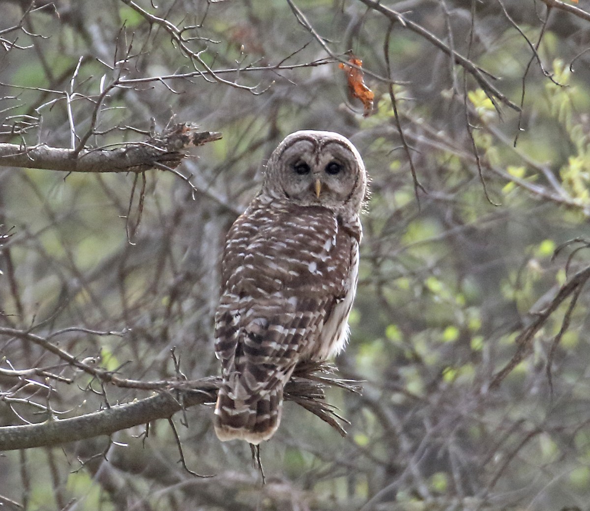 Barred Owl - ML336089351