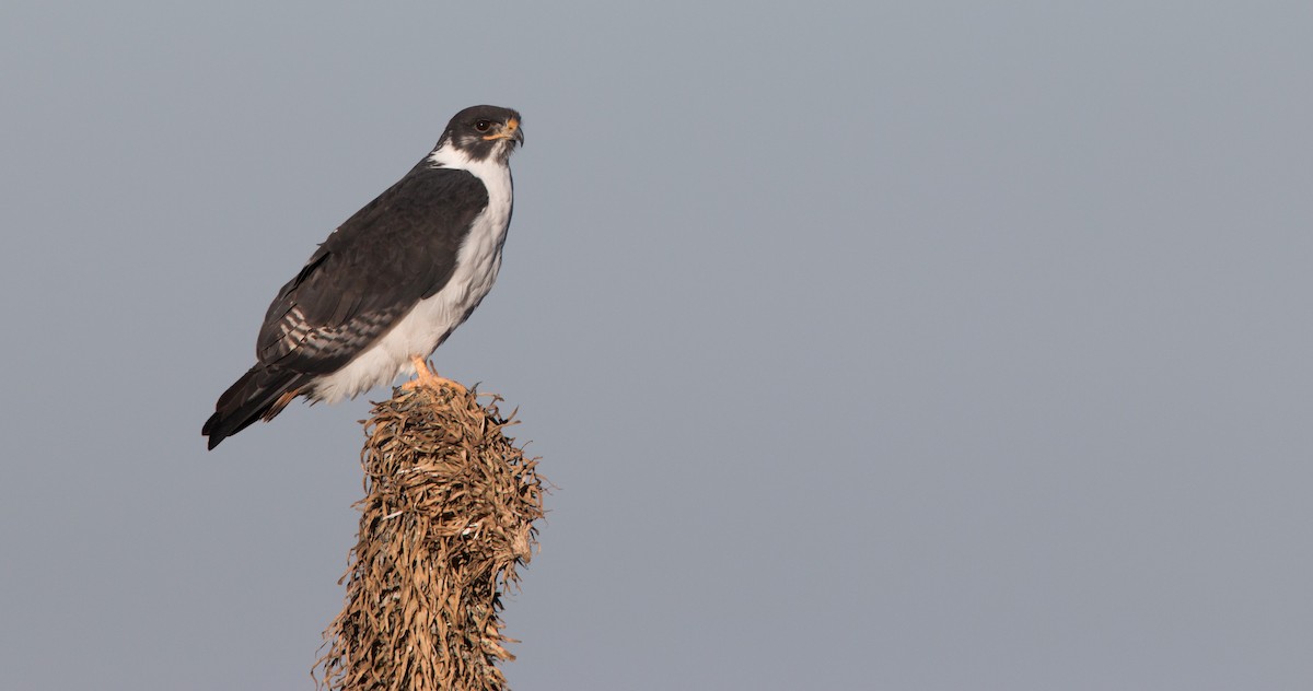 Augur Buzzard (Augur) - Ian Davies