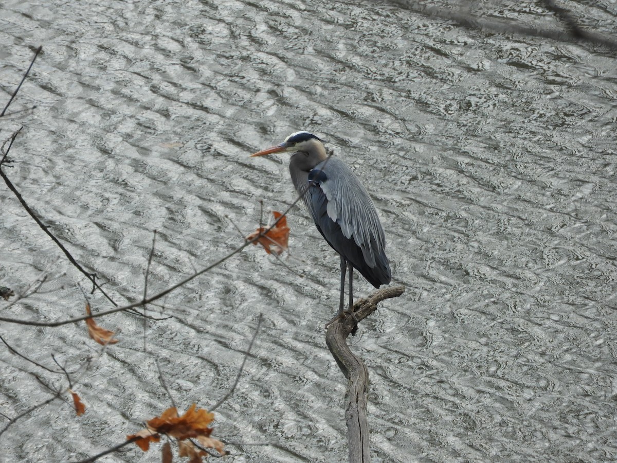 Great Blue Heron - stephanie meeuwse