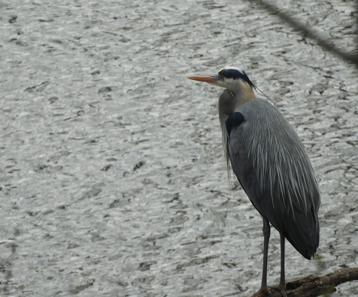 Great Blue Heron - ML336090381