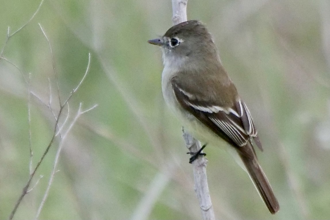 Least Flycatcher - ML336091091