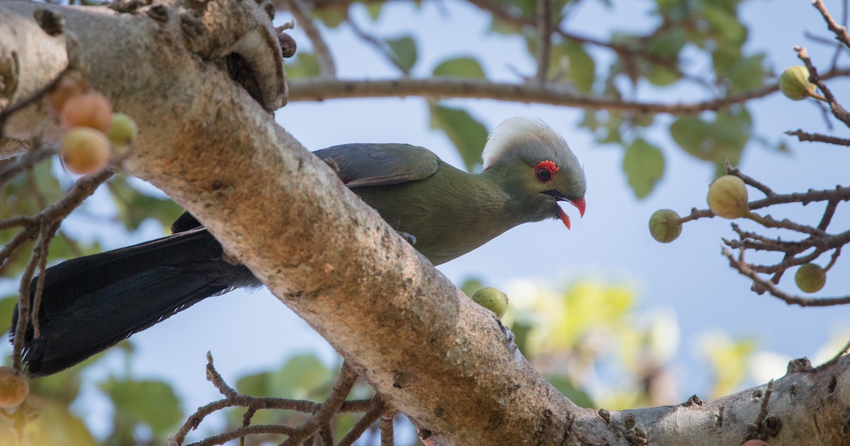 Prince Ruspoli's Turaco - Ian Davies