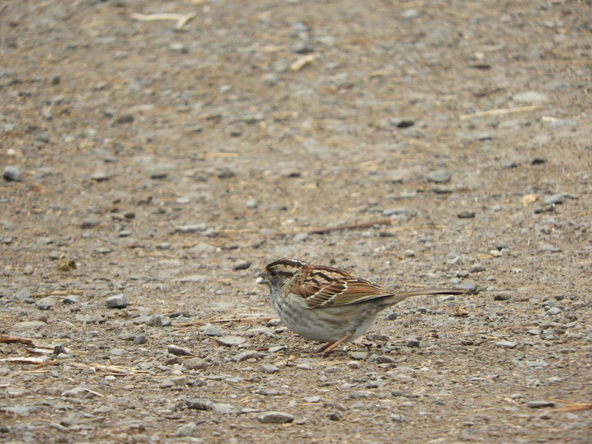 White-throated Sparrow - stephanie meeuwse