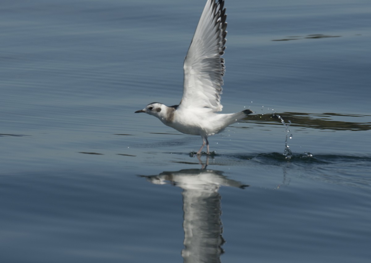 Bonaparte's Gull - Ken Langelier