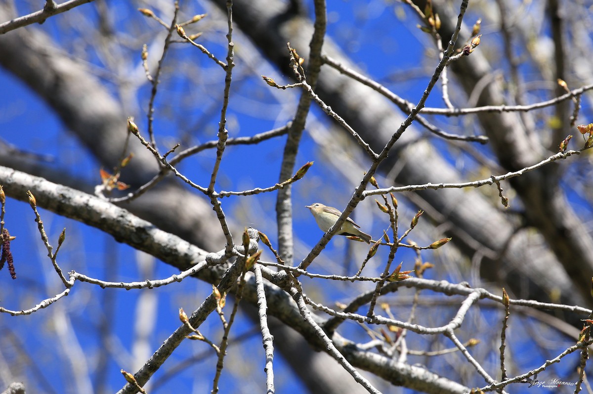 Warbling Vireo - ML336092511