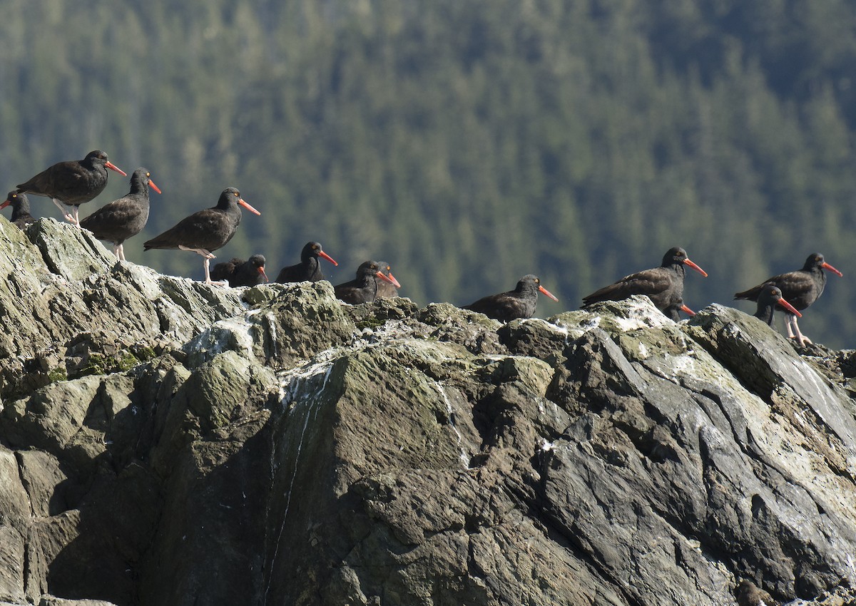 Black Oystercatcher - ML33609271