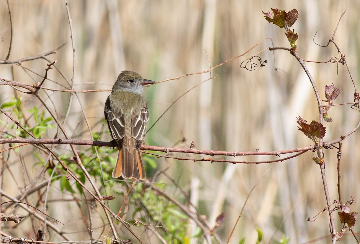 Great Crested Flycatcher - ML336092761
