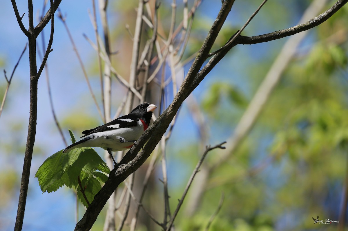 Rose-breasted Grosbeak - Serge Morneau