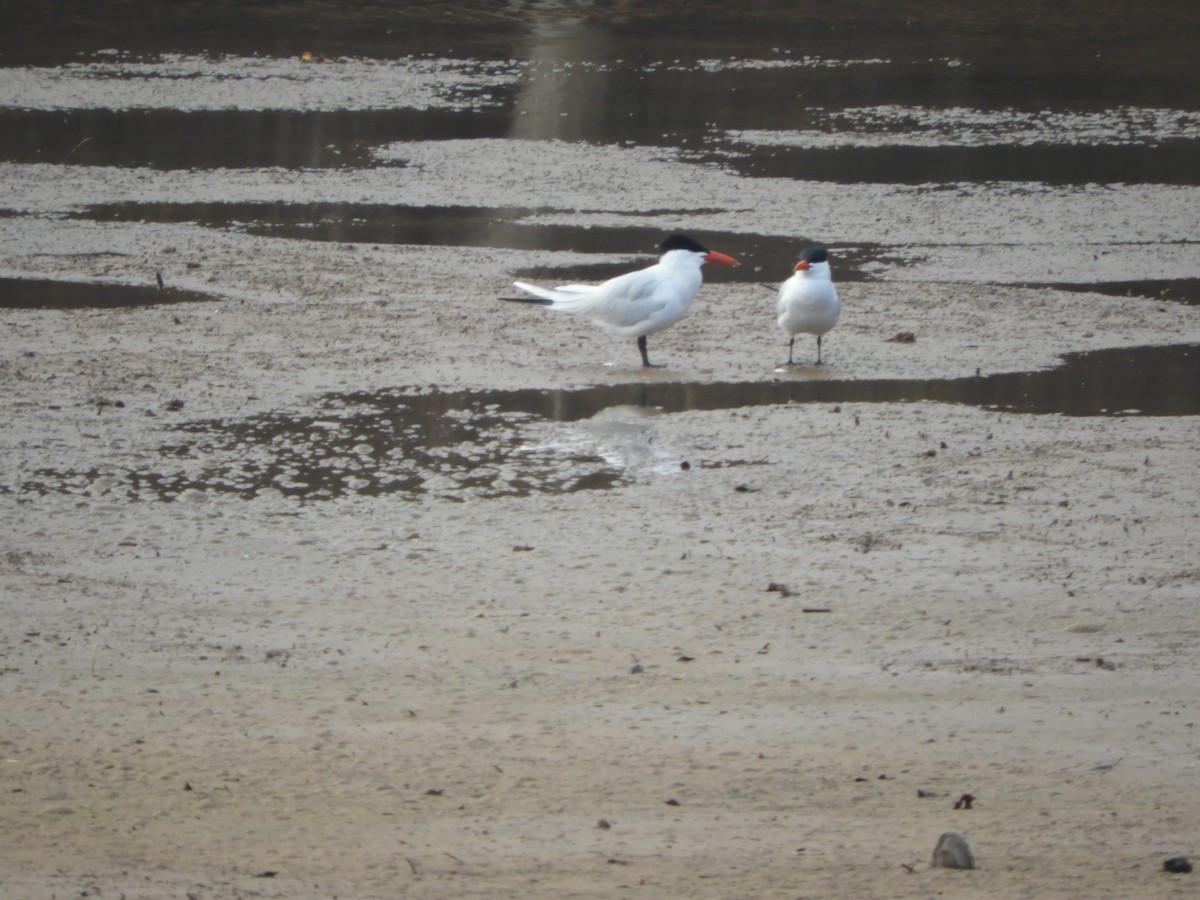 tern sp. - stephanie meeuwse