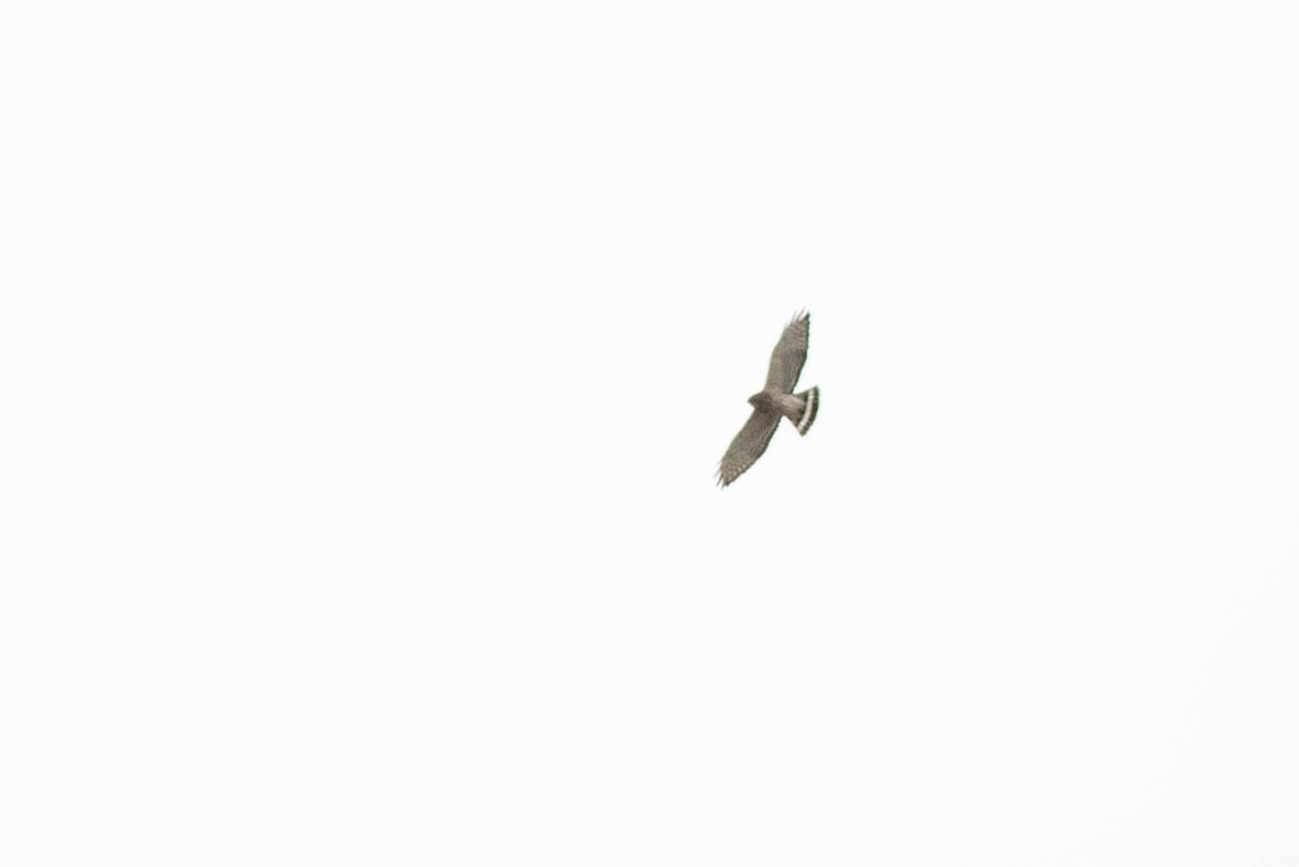 Broad-winged Hawk - ML336093491