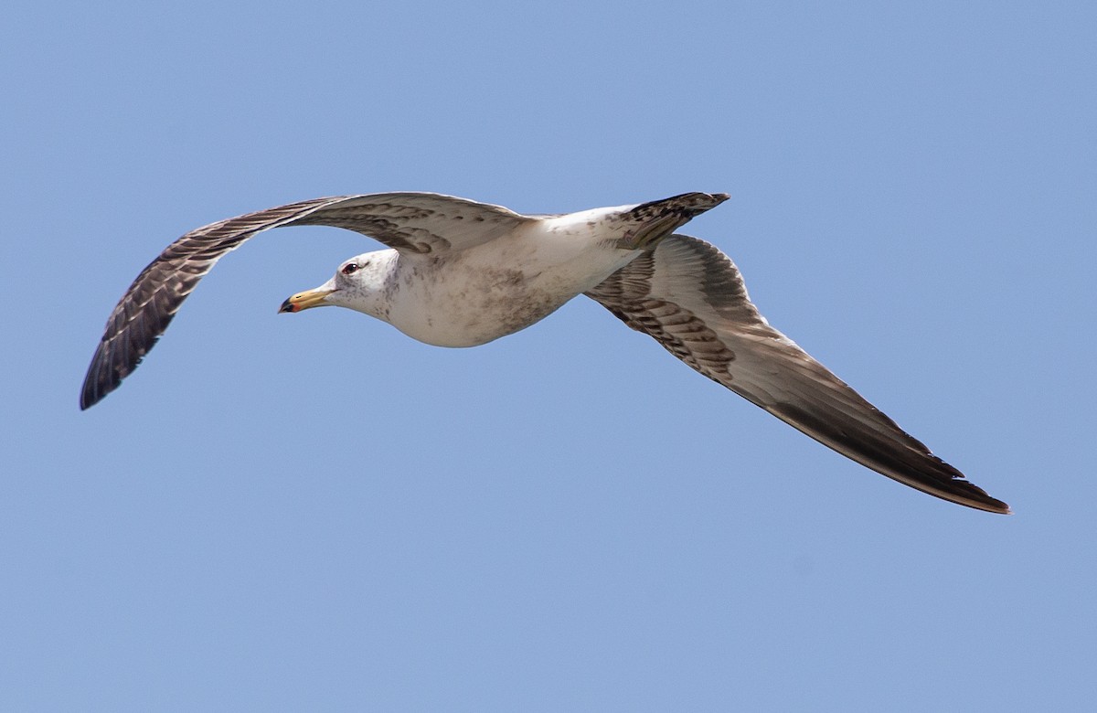 Gaviota Californiana - ML336093911