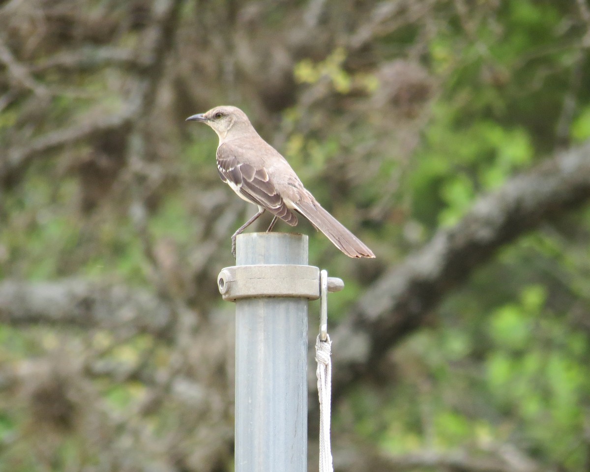 Northern Mockingbird - ML336095061