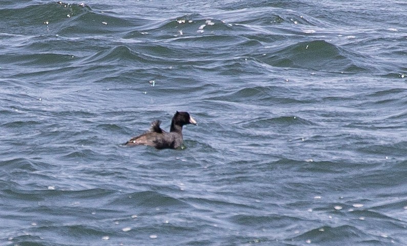 American Coot - ML336095431