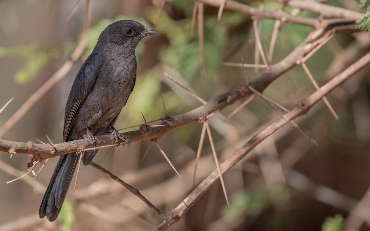 Northern Black-Flycatcher - Ian Davies