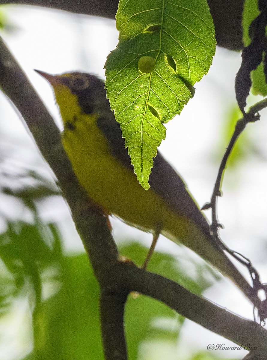 Canada Warbler - ML336097531