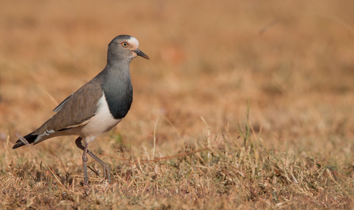 Black-winged Lapwing - Ian Davies