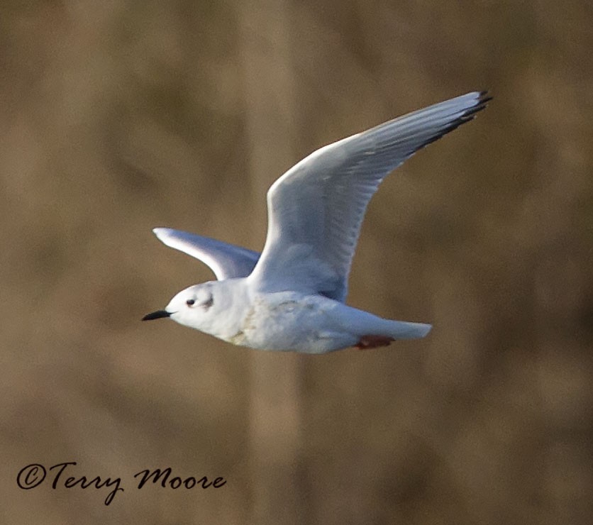 Bonaparte's Gull - ML336098781