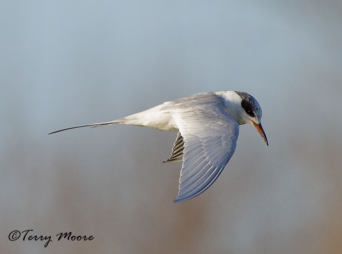 Forster's Tern - ML336099661