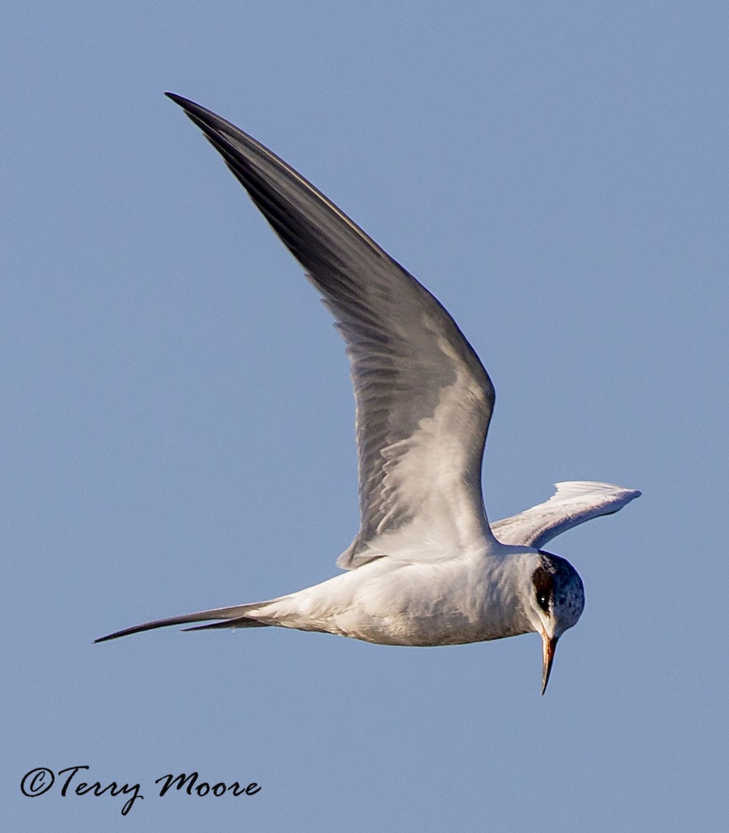 Forster's Tern - ML336099671