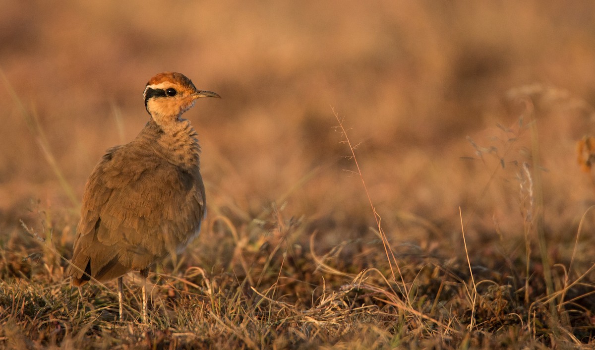 Temminck's Courser - ML33610001