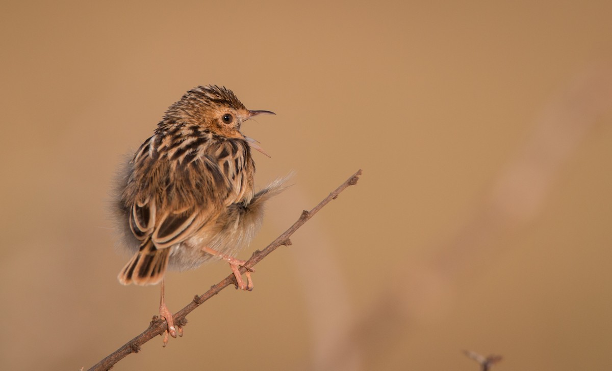 Pectoral-patch Cisticola - Ian Davies