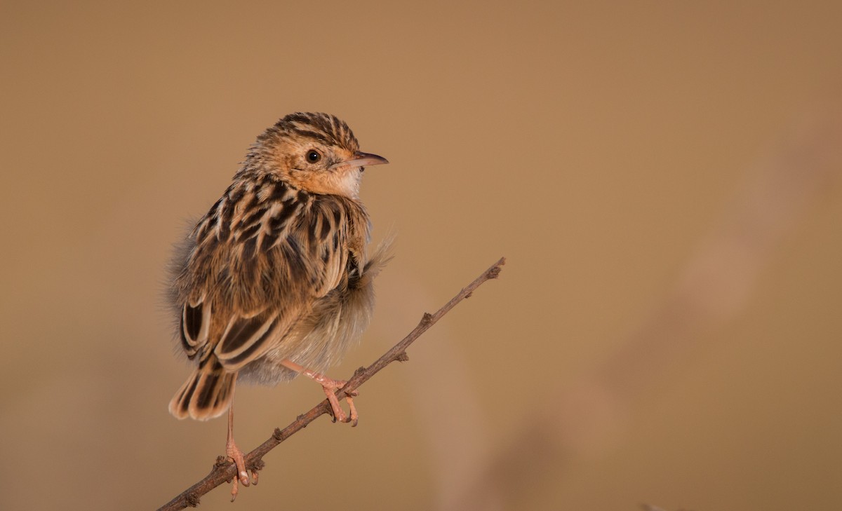 Pectoral-patch Cisticola - ML33610181