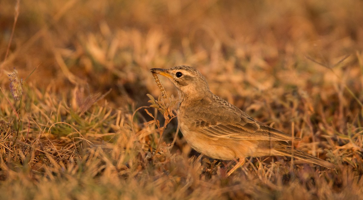 Plain-backed Pipit - ML33610261