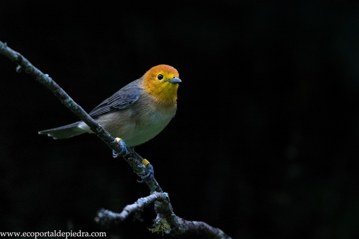 Orange-headed Tanager - Carlos Cuñado Strelkov