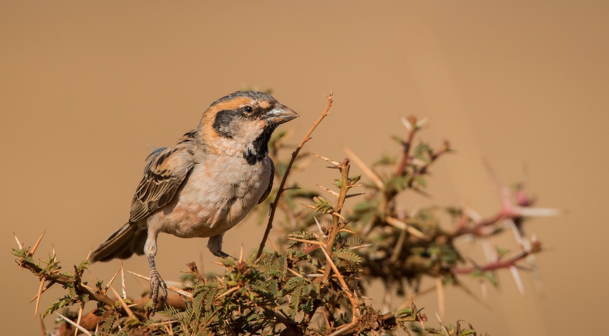 Shelley's Rufous Sparrow - Ian Davies