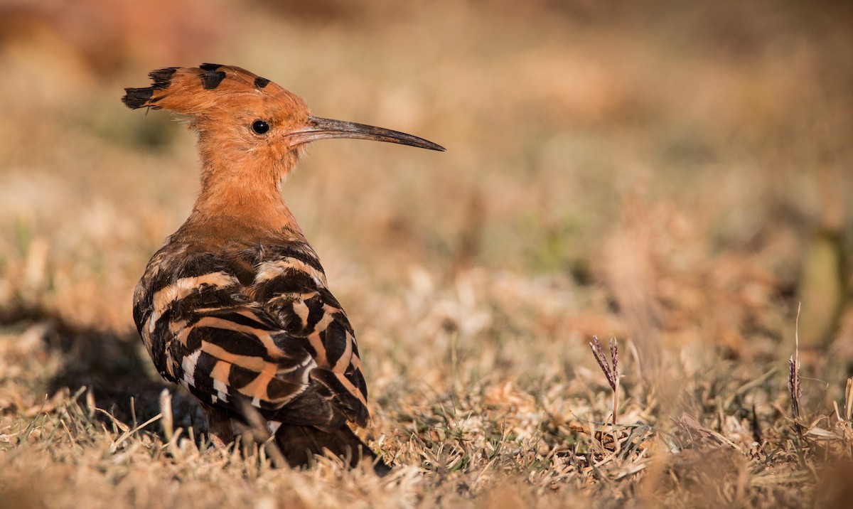 Eurasian Hoopoe - ML33610401