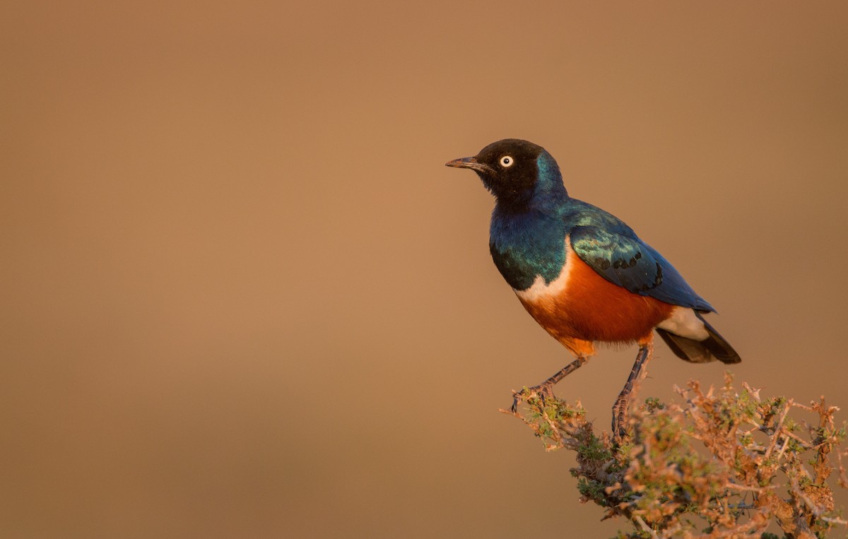 Superb Starling - Ian Davies