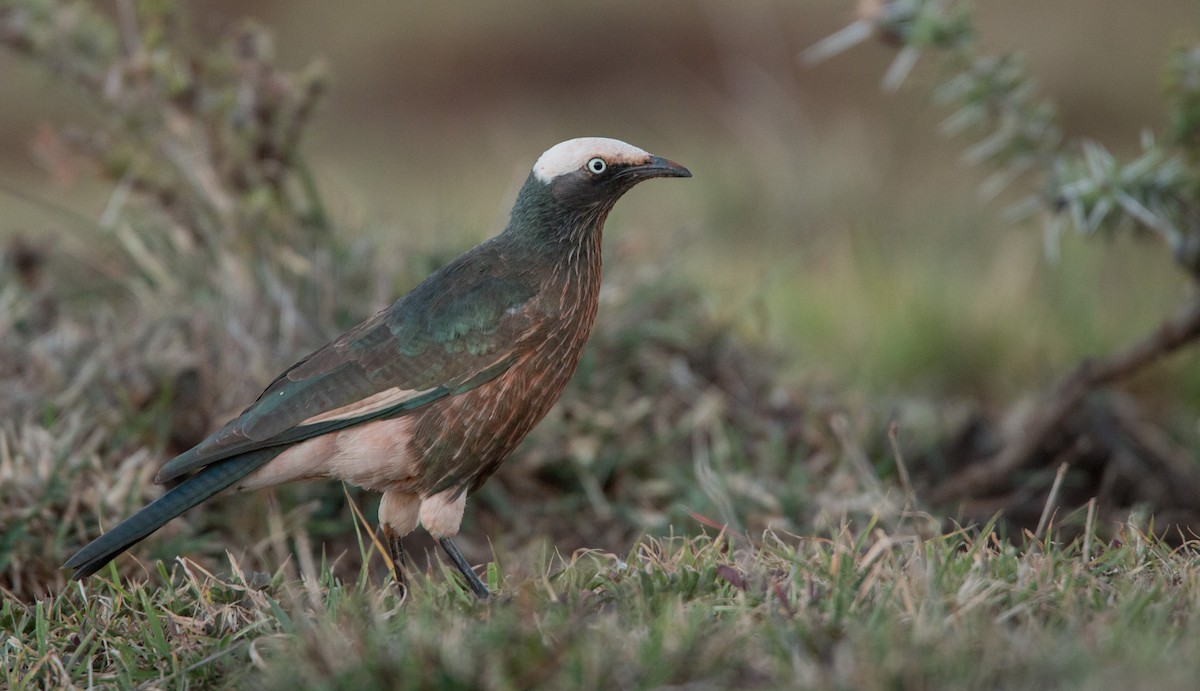 White-crowned Starling - Ian Davies