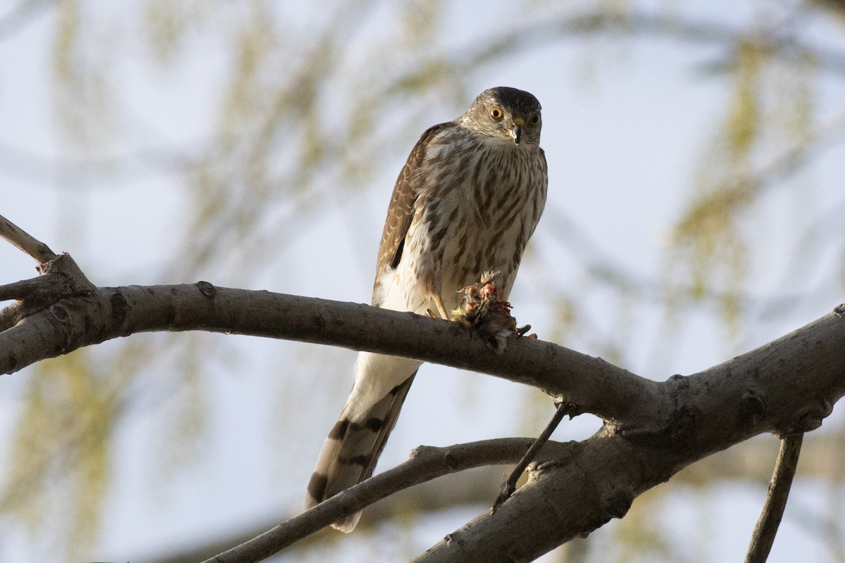 Sharp-shinned Hawk - ML336104761