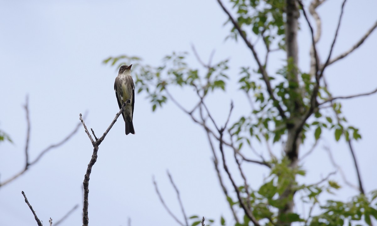 Olive-sided Flycatcher - Aaron Boone