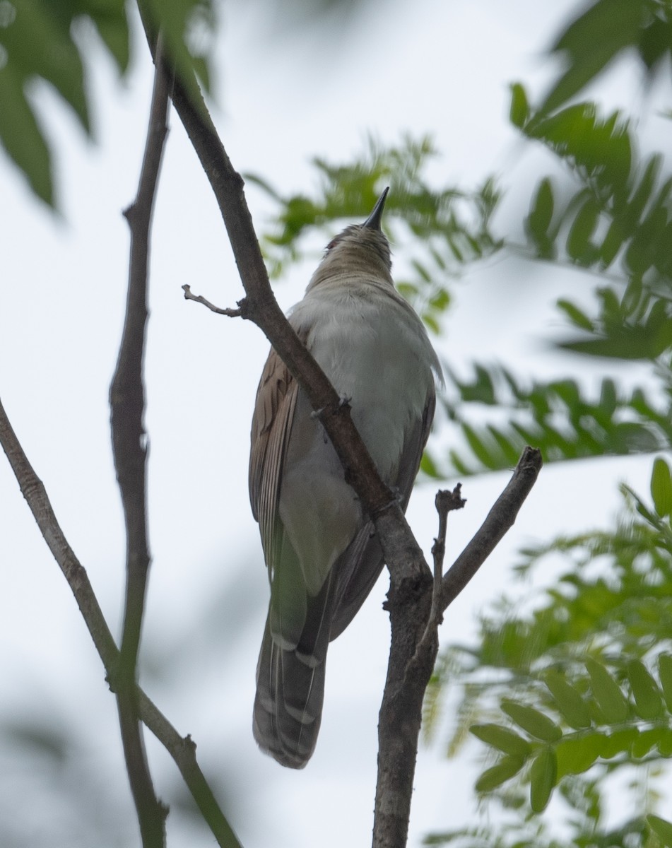 Black-billed Cuckoo - ML336105401