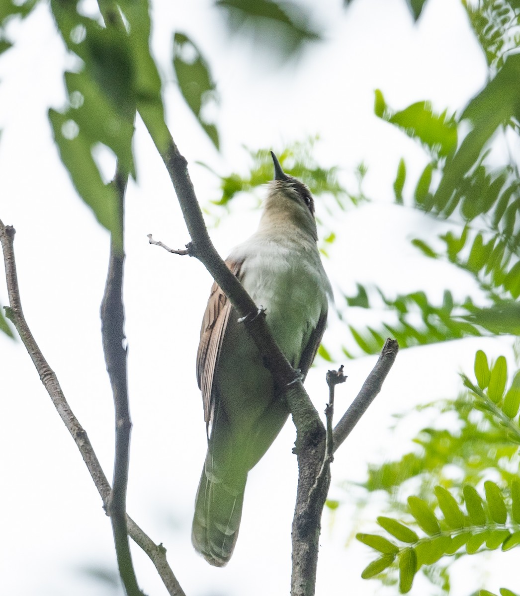 Black-billed Cuckoo - ML336105431