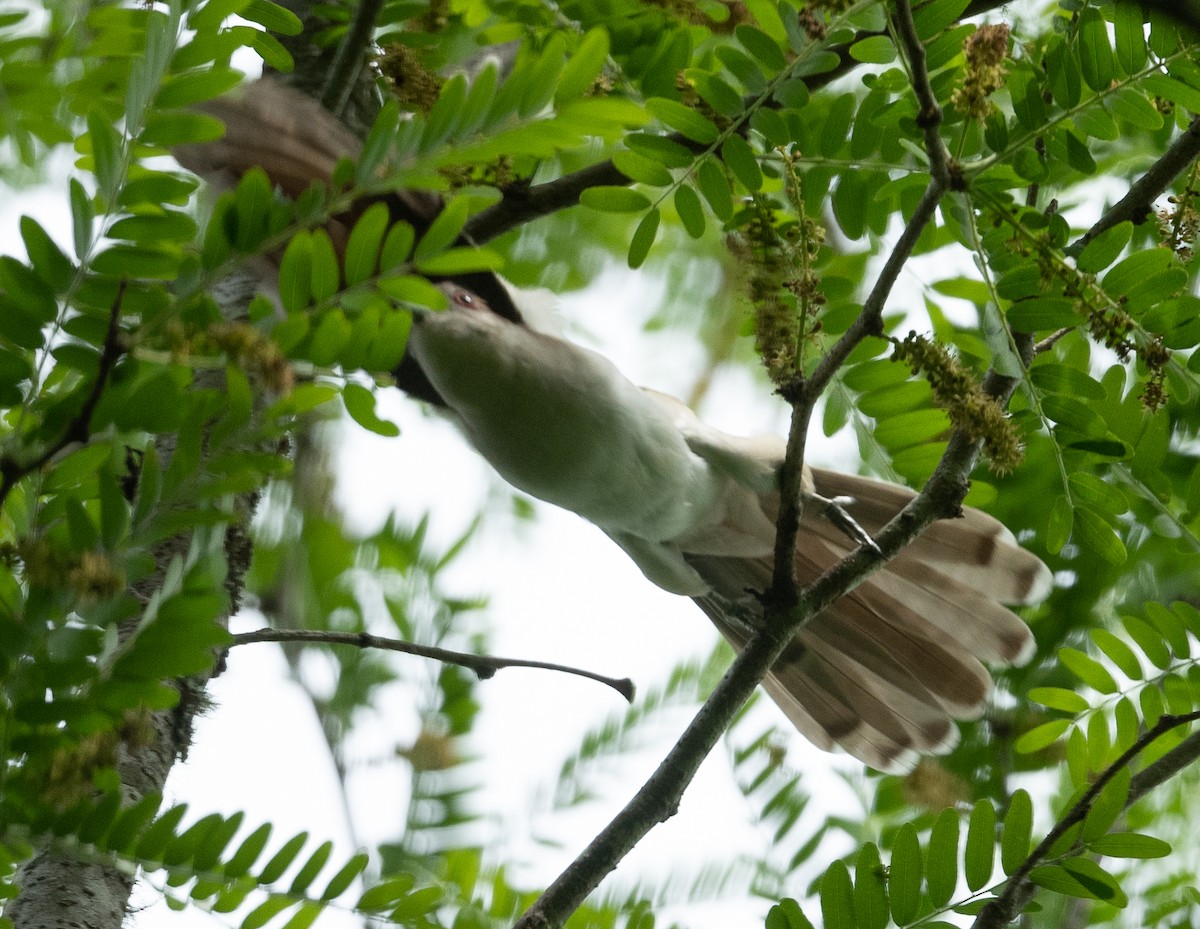 Black-billed Cuckoo - ML336105471