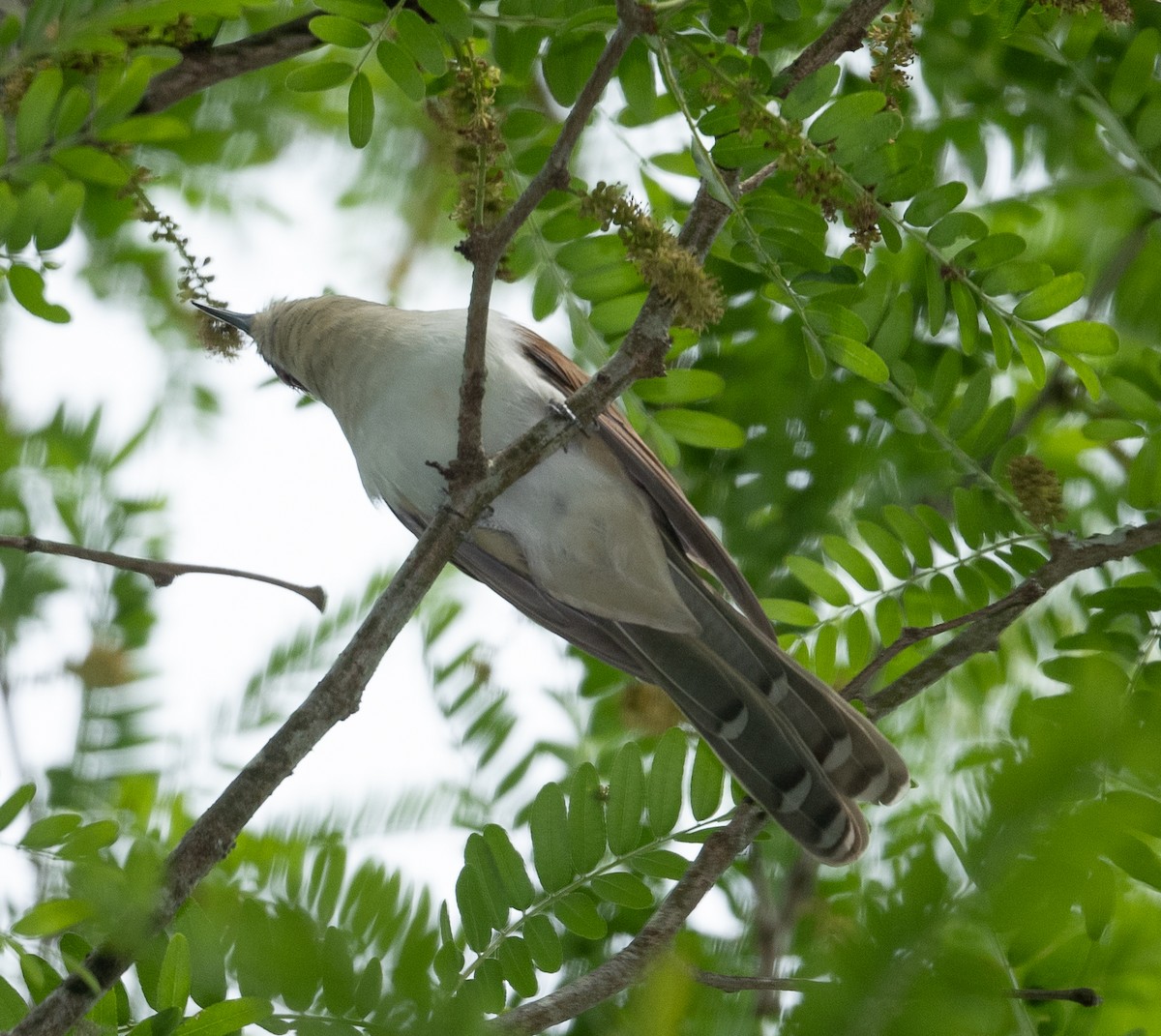 Black-billed Cuckoo - ML336105501