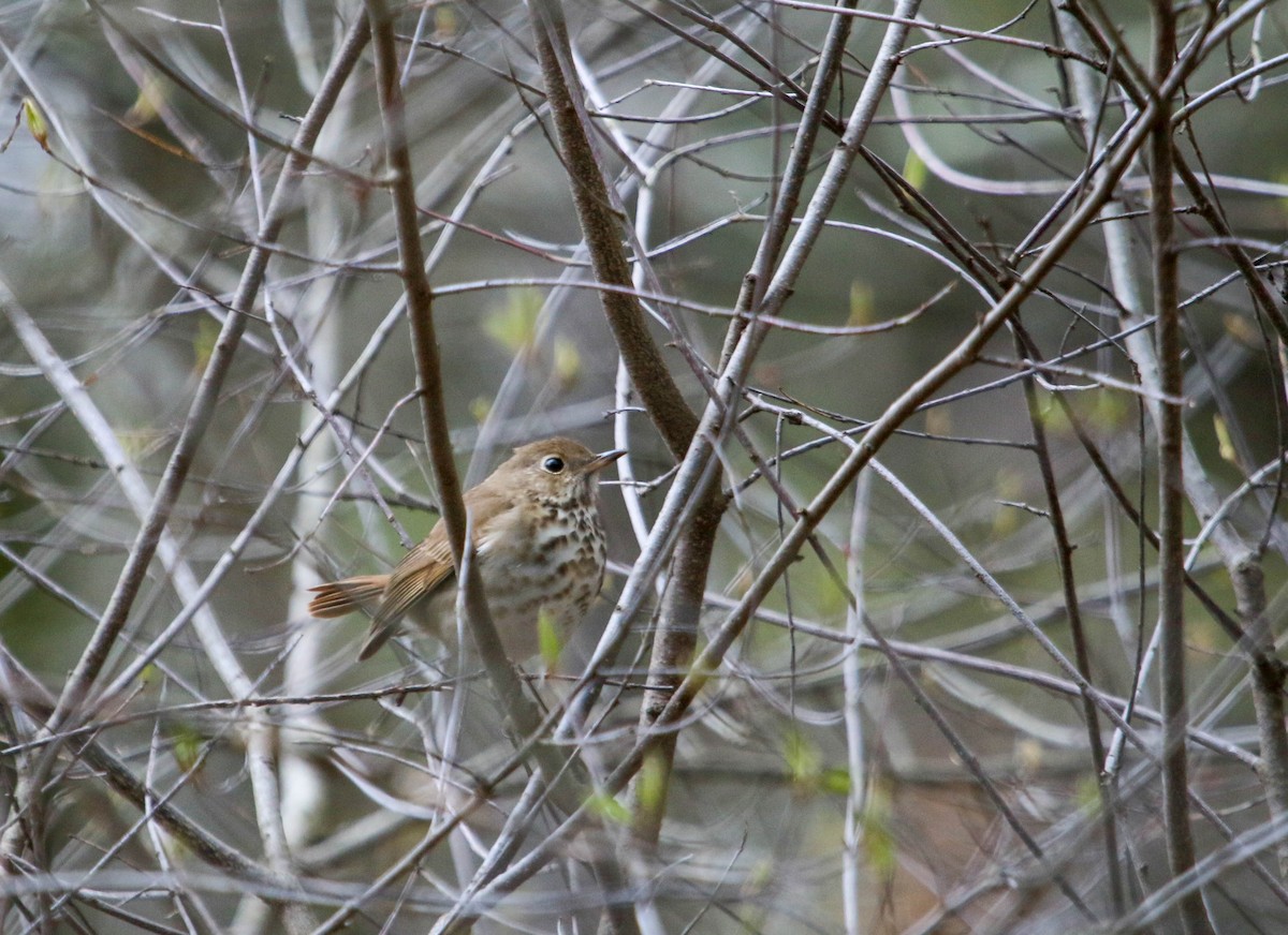 Hermit Thrush - ML336106501