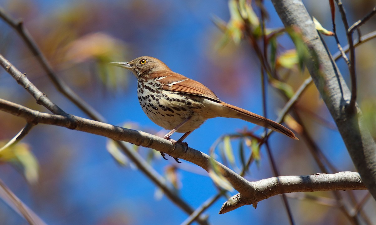 Brown Thrasher - ML336106771