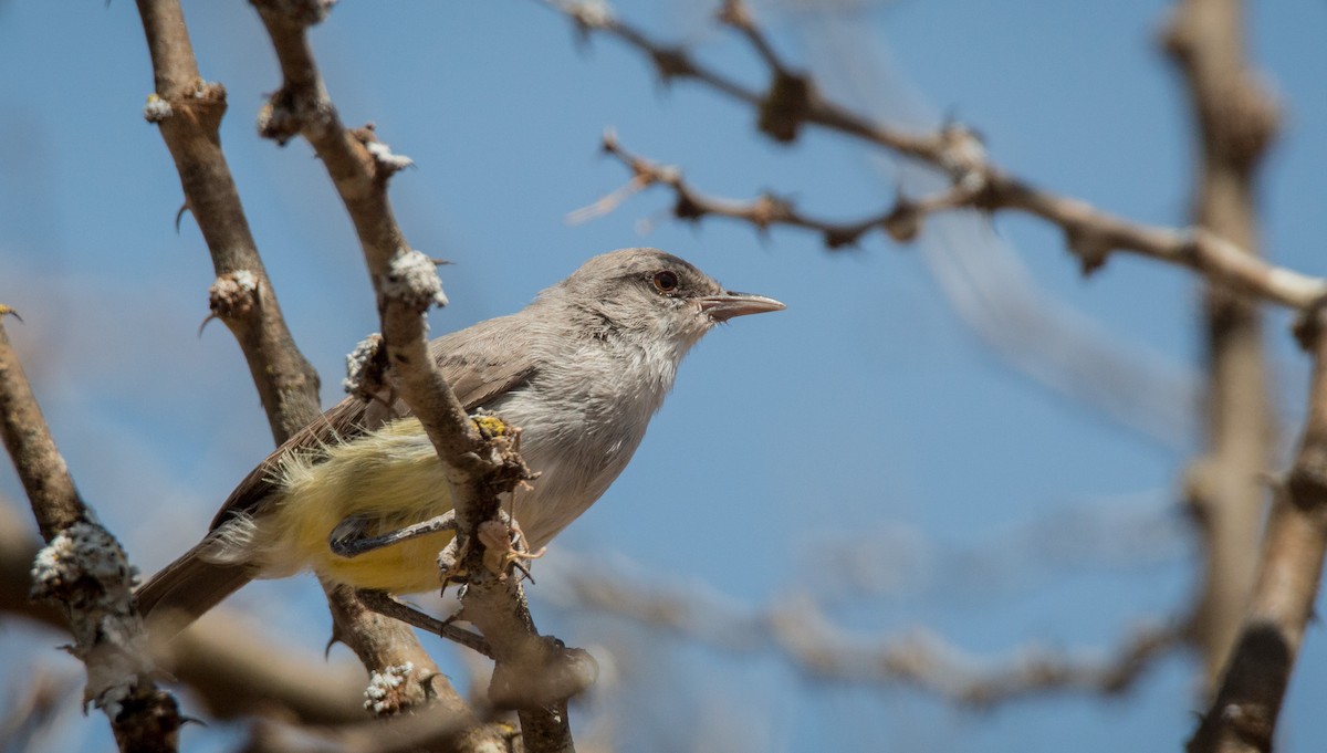 Yellow-vented Eremomela - Ian Davies