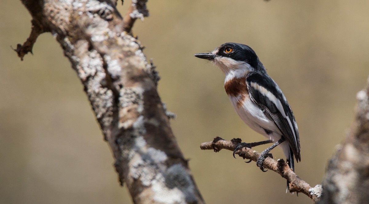 Pygmy Batis - Ian Davies