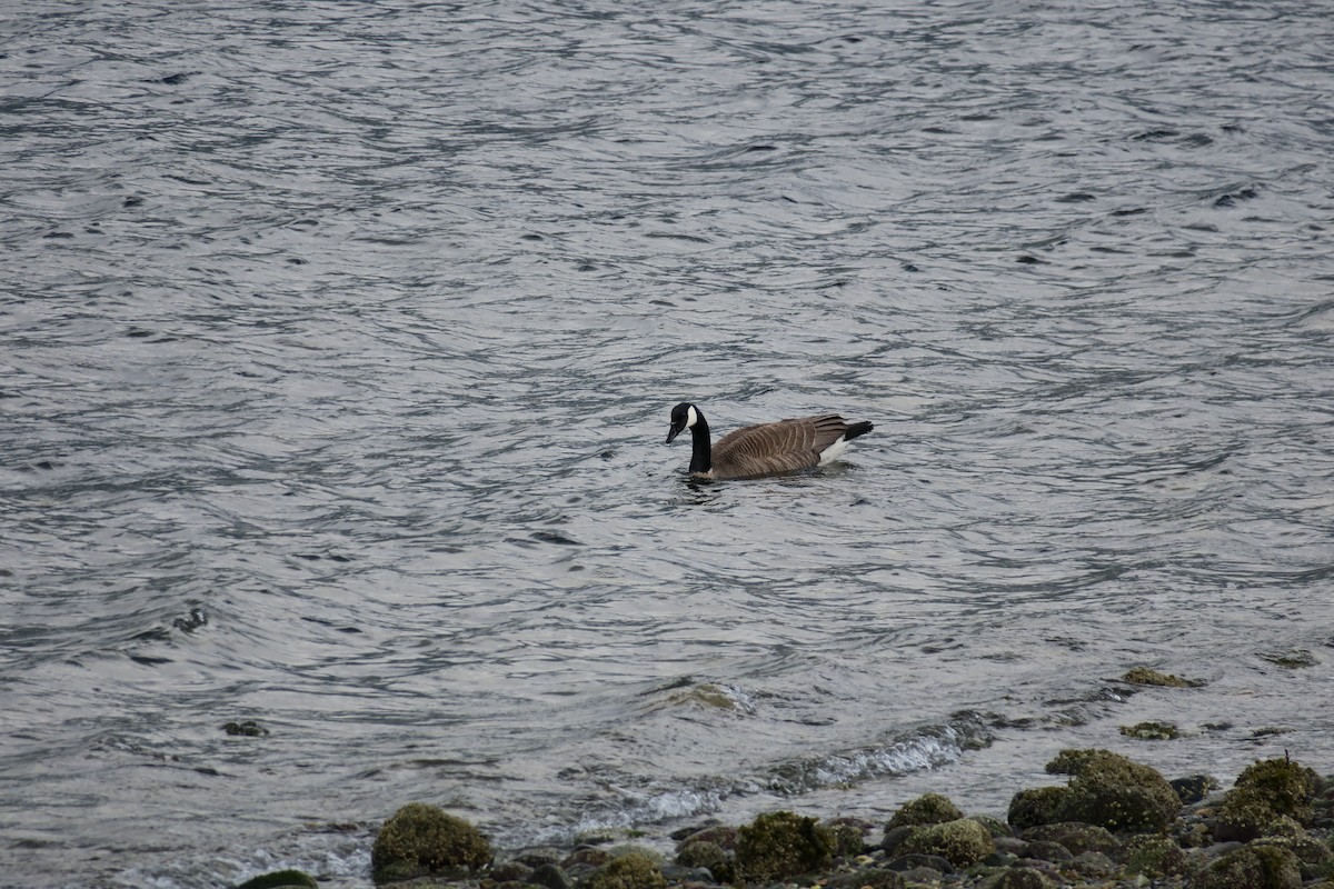 Canada Goose - ML336110831