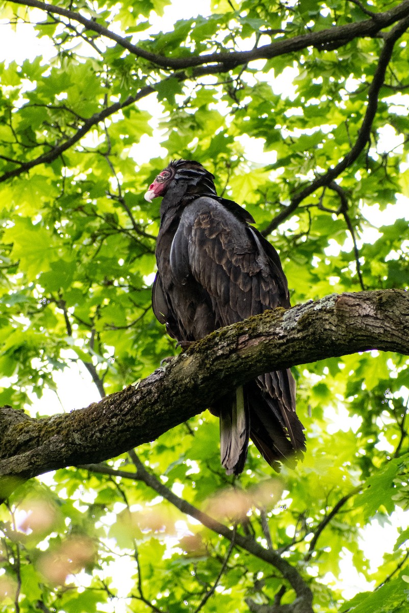 Turkey Vulture - ML336111011