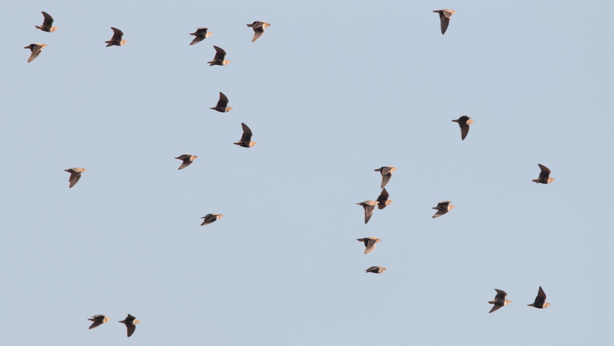 Black-faced Sandgrouse - Ian Davies