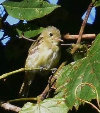 Least Flycatcher - ML33611161