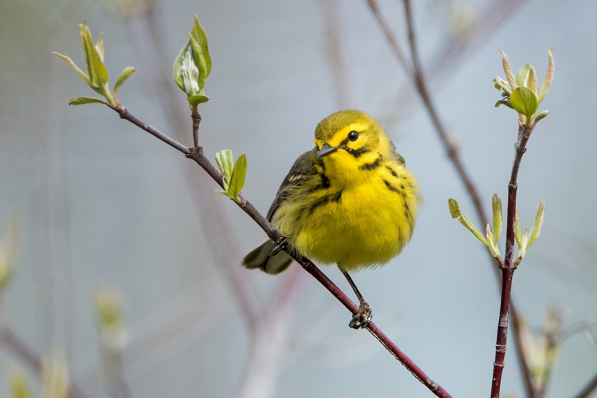 Prairie Warbler - Sue Barth